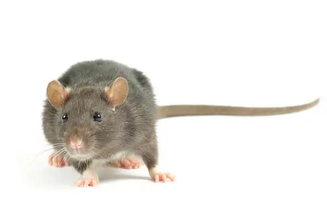 用什么方法可以让老鼠从此不来