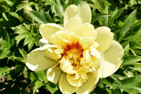 芍药花种子几月份成熟