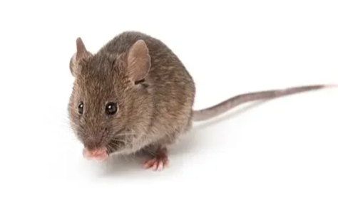 一直开灯老鼠还会出来吗