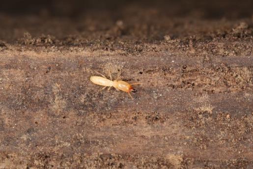 怎么判断家里是否有白蚁?白蚁今年杀了明年还会有吗 怎么判断家里是否有白蚁?如何在家中控制白蚁