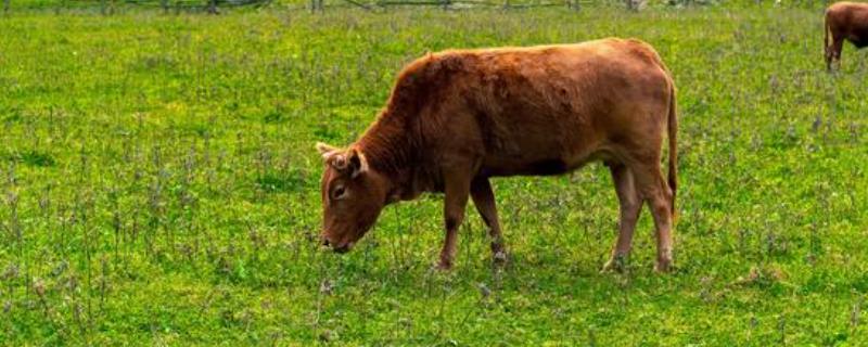牛一般有四个胃,其中什么才是真正的胃