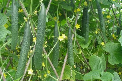 黄瓜苗什么时候移栽最好