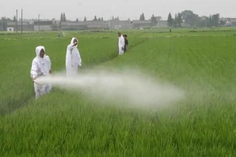 敌草快除草剂作用与功效