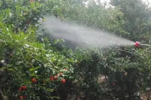 噻苯隆膨果最大用量