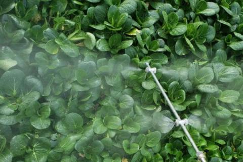 噻苯隆膨果最大用量