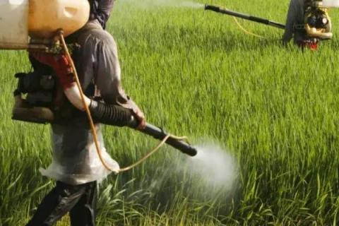 噻苯隆膨果最大用量