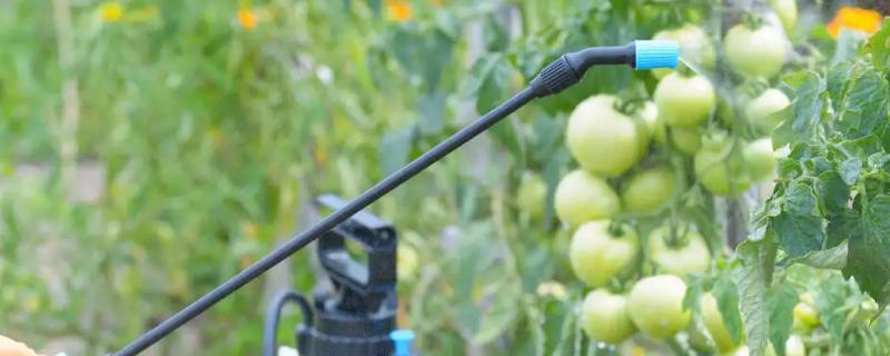 联苯菊酯杀白蚁的用法