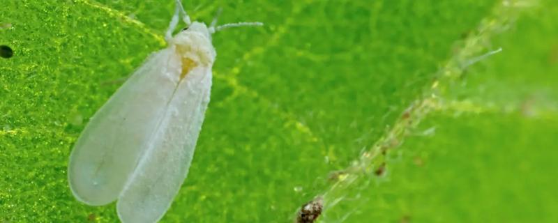 吡虫啉治白粉虱吗