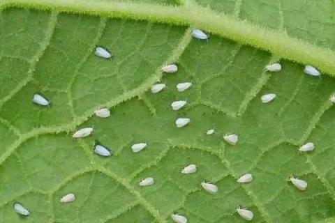 白粉虱用什么药效果好