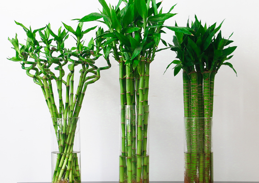 家里为什么不能养竹子