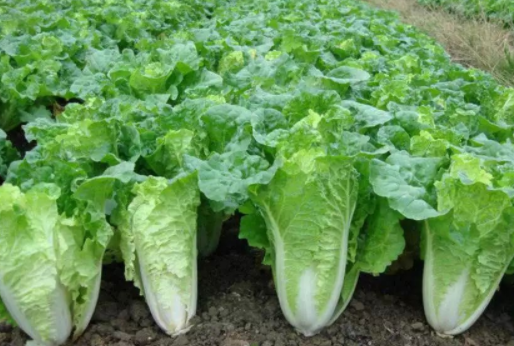 夏种大白菜为啥不包心