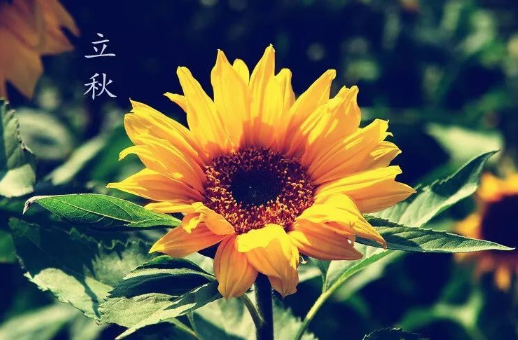 立秋后睡凉席会得荨麻疹吗