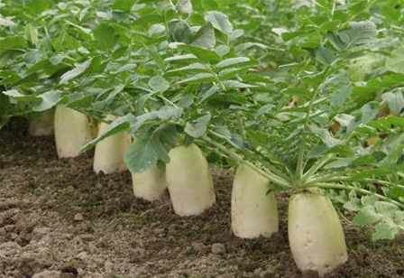 立秋后几天种白菜萝卜好