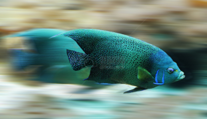 观赏鱼鱼尾分叉是怎么回事