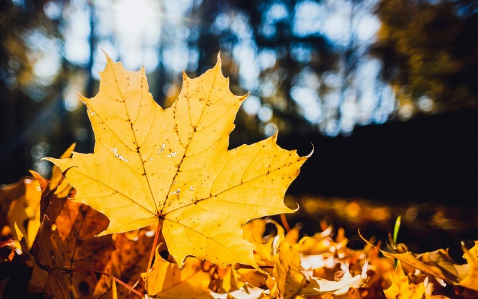 今年秋天来得早还是晚2021