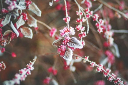 2022年立春后会有霜吗