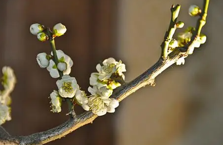 婚前躲春必须去婆婆家吗