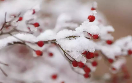 大雪过后几天进九2021