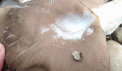 平菇上面的白霜是什么