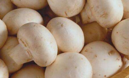 蘑菇放了几天发黑还能吃吗