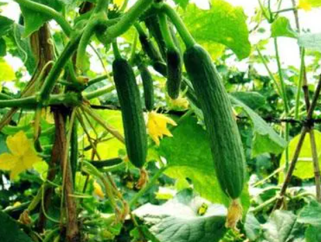 黄瓜药害咋防治