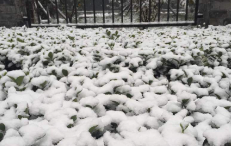 小雪几天后大雪2021