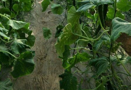 黄瓜疯长是咋回事