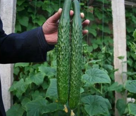 黄瓜疯长是咋回事