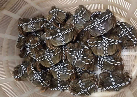 螃蟹是捆着还是撒开哪样活的久