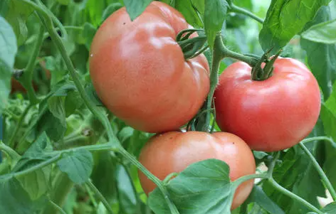 番茄落花落果是怎么回事