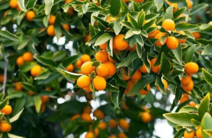 果树秋季开返花原因是什么