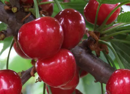 果树秋季开返花原因是什么