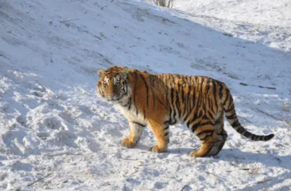 2022虎年是哪一天开始