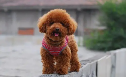有什么办法治泰迪口臭