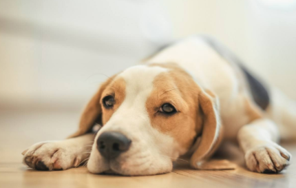 狗的口水有病毒吗