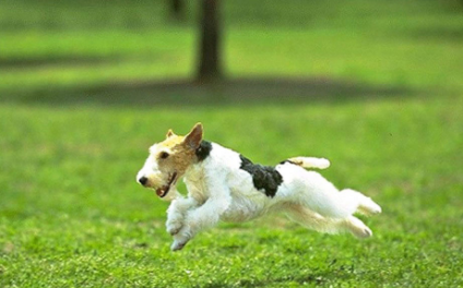 狗的口水有病毒吗