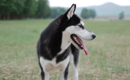 狗的口水有病毒吗