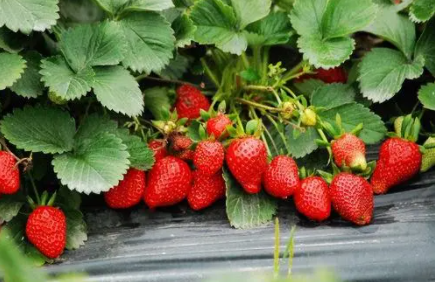 草莓开花有蚜虫怎么办