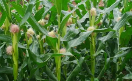 玉米果穗不满尖怎么办