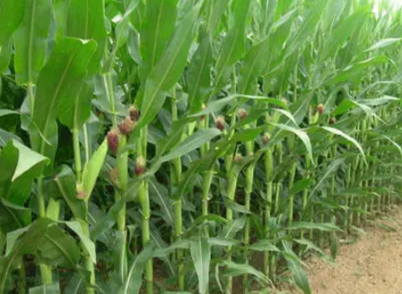 玉米果穗不满尖怎么办