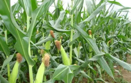 玉米果穗不满尖怎么办