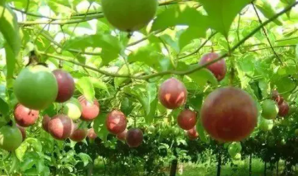 百香果秋种什么时候开始