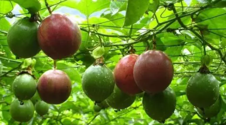 百香果秋种什么时候开始