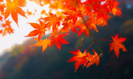 末伏在立秋前还是后2022