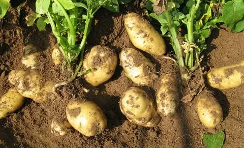 秋种马铃薯需要注意什么