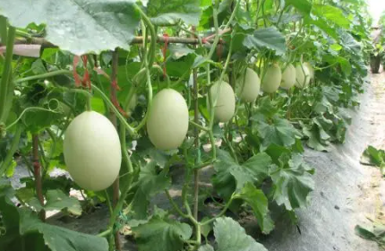 甜瓜苗怎么进行整枝