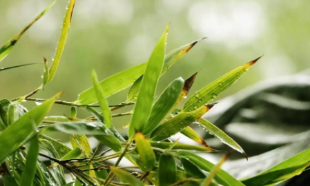 白露是几月份的节气2022