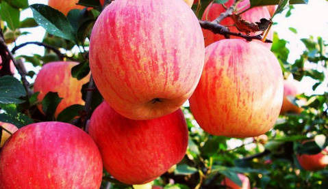 不甜的水果含糖量都很低吗