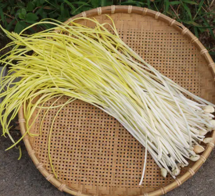 蒜黄怎么播种好
