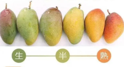 贵妃芒青色的会不会熟